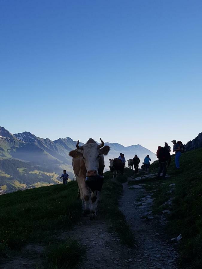 Chalet Aloa Adelboden Zewnętrze zdjęcie