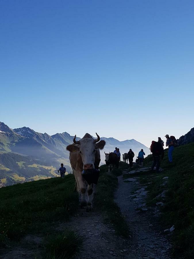 Apartament Chalet Aloa Adelboden Zewnętrze zdjęcie